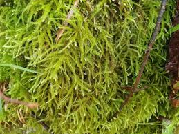 Attēlu rezultāti vaicājumam “Eurhynchium striatum”