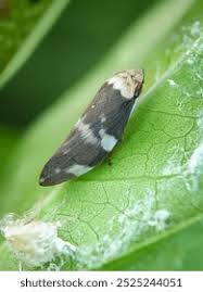 Attēlu rezultāti vaicājumam “Aphrophoridae nymph”