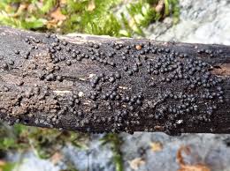 Attēlu rezultāti vaicājumam “Rosellinia desmazieri”