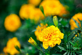 Attēlu rezultāti vaicājumam “Tagetes flower”