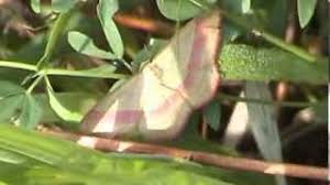 Attēlu rezultāti vaicājumam “Rhodostrophia vibicaria”