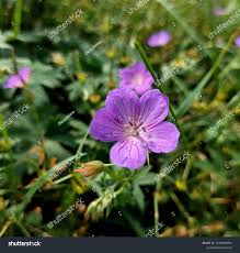 Attēlu rezultāti vaicājumam “Geranium bohemicum fruit”