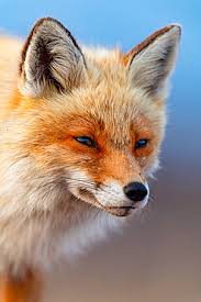 Attēlu rezultāti vaicājumam “Vulpes vulpes  adult”