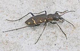 Attēlu rezultāti vaicājumam “Cicindela sylvatica”