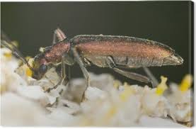 Attēlu rezultāti vaicājumam “Chrysanthia viridissima”