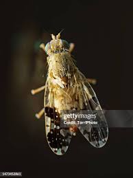 Attēlu rezultāti vaicājumam “Trypetoptera punctulata”