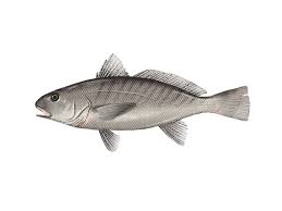 Image result for Micropogonias undulatus