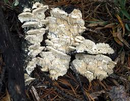 Attēlu rezultāti vaicājumam “Irpex lacteus”