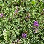 Attēlu rezultāti vaicājumam “Astragalus danicus fruit”