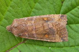 Attēlu rezultāti vaicājumam “Eupsilia transversa”