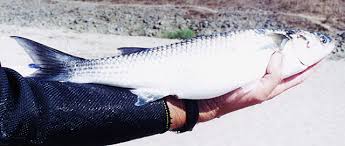 Image result for Liza aurata