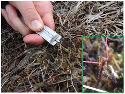 Attēlu rezultāti vaicājumam “Barbilophozia lycopodioides macro”