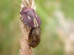 Attēlu rezultāti vaicājumam “Eurygaster testudinaria nymph”