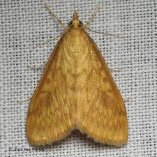 Attēlu rezultāti vaicājumam “Ostrinia nubilalis”