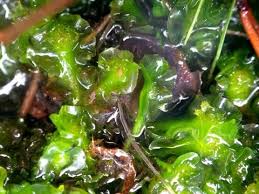 Attēlu rezultāti vaicājumam “Moerckia hibernica”