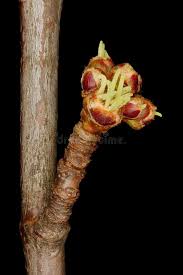 Attēlu rezultāti vaicājumam “Acer saccharinum bud”