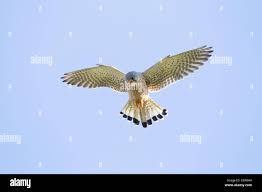 Attēlu rezultāti vaicājumam “Falco tinnunculus adult”