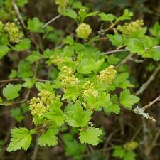 Attēlu rezultāti vaicājumam “Ribes alpinum leaf”