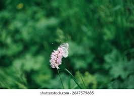 Attēlu rezultāti vaicājumam “Aporia crataegi female”