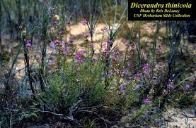 Attēlu rezultāti vaicājumam “Diderma tigrinum stalked”