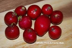 Attēlu rezultāti vaicājumam “Raphanus raphanistrum fruit”