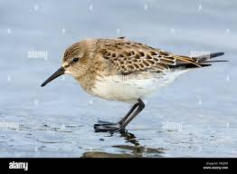 Attēlu rezultāti vaicājumam “Calidris”