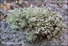 Attēlu rezultāti vaicājumam “Ramalina pollinaria”