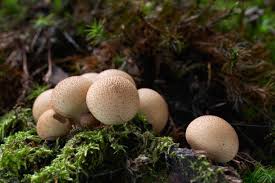 Attēlu rezultāti vaicājumam “Lycoperdon pyriforme young”