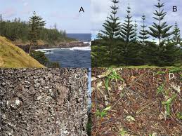 Attēlu rezultāti vaicājumam “Enerthenema papillatum young”