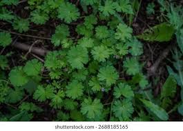 Attēlu rezultāti vaicājumam “Geranium pusillum”