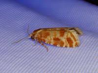 Attēlu rezultāti vaicājumam “Rhyacionia pinicolana”