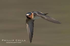 Image result for Petrochelidon pyrrhonota