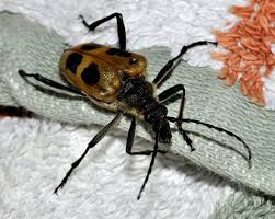 Attēlu rezultāti vaicājumam “Pachyta quadrimaculata”