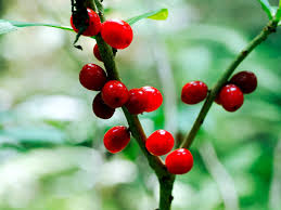 Attēlu rezultāti vaicājumam “Daphne mezereum fruit”