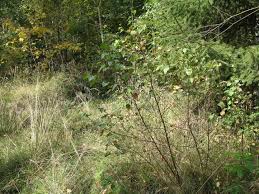 Attēlu rezultāti vaicājumam “Cyclophora albipunctata”