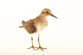 Image result for Calidris minutilla