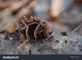 Attēlu rezultāti vaicājumam “Encoelia furfuracea”