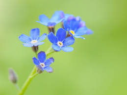Attēlu rezultāti vaicājumam “Myosotis sparsiflora flower”
