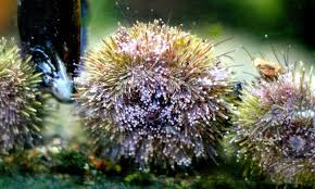 Image result for Strongylocentrotus droebachiensis