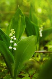 Attēlu rezultāti vaicājumam “Convallaria majalis leaf”