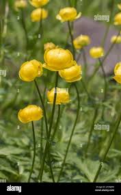 Attēlu rezultāti vaicājumam “Trollius europaeus flower”