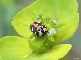 Attēlu rezultāti vaicājumam “Anthrenus scrophulariae”