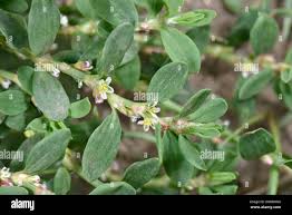 Attēlu rezultāti vaicājumam “Polygonum arenastrum flower”