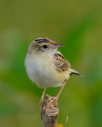 Image result for Cisticola juncidis