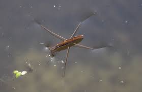 Attēlu rezultāti vaicājumam “Limnoporus rufoscutellatus”