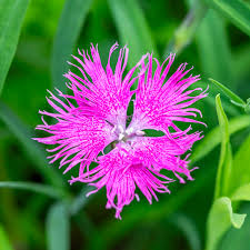 Image result for Dianthus superbus