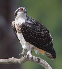 Attēlu rezultāti vaicājumam “Pandion haliaetus”