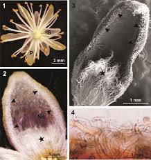 Attēlu rezultāti vaicājumam “Tilia cordata flower”