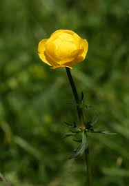 Attēlu rezultāti vaicājumam “Trollius europaeus bud”