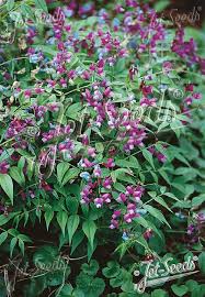 Attēlu rezultāti vaicājumam “Lathyrus vernus”